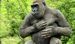 娱乐吃瓜酱动物园大猩猩