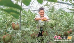 彩虹吃瓜娱乐,揭秘娱乐圈幕后故事