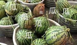 娱乐吃瓜酱山东哪里的,探寻娱乐吃瓜酱的美食之源