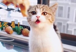 娱乐吃瓜酱小猫咪,揭秘娱乐圈那些不为人知的幕后故事