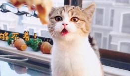 娱乐吃瓜酱小猫咪,揭秘娱乐圈那些不为人知的幕后故事