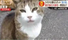 娱乐吃瓜酱70只猫猫