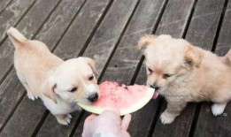 娱乐吃瓜菌小狗,揭秘娱乐圈那些不为人知的幕后故事