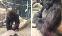 娱乐吃瓜酱动物园大猩猩