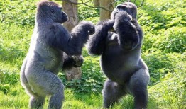 娱乐吃瓜酱动物园大猩猩