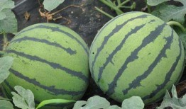 娱乐吃瓜酱山东哪里的,探寻娱乐吃瓜酱的美食之源