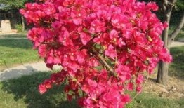 娱乐吃瓜酱三角梅,吃瓜酱视角下的娱乐圈三角关系揭秘