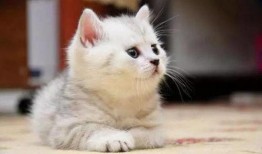 娱乐吃瓜酱旅馆猫咪,揭秘娱乐吃瓜酱旅馆的喵星人生活