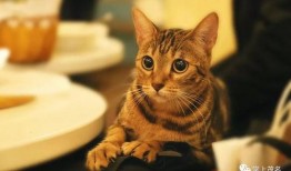 娱乐吃瓜酱旅馆猫咪,揭秘娱乐吃瓜酱旅馆的喵星人生活