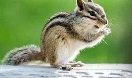 娱乐吃瓜小松鼠小说,小松鼠的吃瓜日常