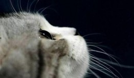 娱乐吃瓜酱猫妈妈视频