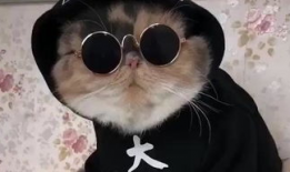 吃瓜娱乐的喵哥是谁啊,网络红人的魅力与影响力