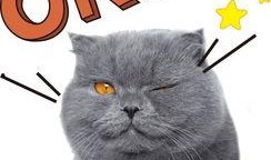 娱乐吃瓜酱猫糊糊,揭秘“酱猫糊糊”背后的故事