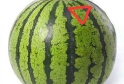 娱乐吃瓜君折耳,折耳背后的惊人真相