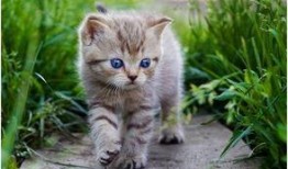 娱乐吃瓜酱小猫咪,揭秘娱乐圈那些不为人知的幕后故事