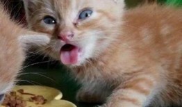 娱乐吃瓜酱70只猫猫