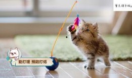 娱乐吃瓜酱大猫咪,揭秘娱乐圈背后的喵星人故事
