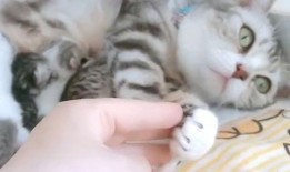 娱乐吃瓜酱猫妈妈视频