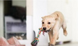 娱乐吃瓜菌小狗,揭秘娱乐圈那些不为人知的幕后故事