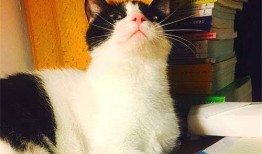 娱乐吃瓜酱猫妈妈视频