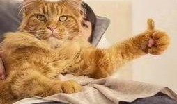 娱乐吃瓜酱猫糊糊,揭秘“酱猫糊糊”背后的故事