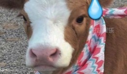 娱乐吃瓜酱音乐,盘点流行乐坛的甜蜜与苦涩瞬间