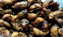 娱乐吃瓜酱知了,知了带你领略娱乐圈新鲜事