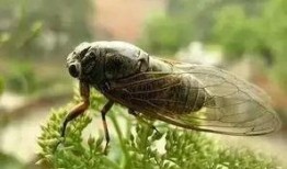 娱乐吃瓜酱知了,知了带你领略娱乐圈新鲜事