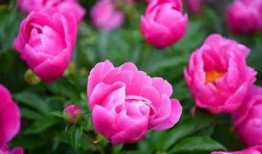 娱乐吃瓜酱洋桔梗,揭秘明星背后的花絮故事